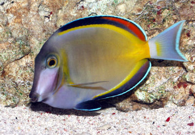 ACANTHURUS JAPONICUS